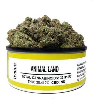 Space Monkey Meds Animal Land