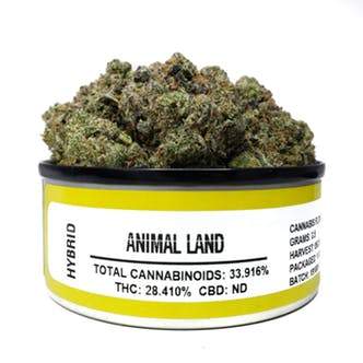 SPACE MONKEY MEDS CANS WHOLESALE BOX